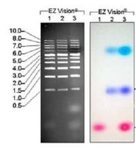 Safe Dyes 