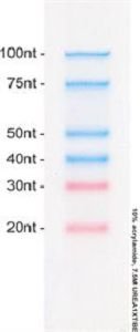 RNA Marker