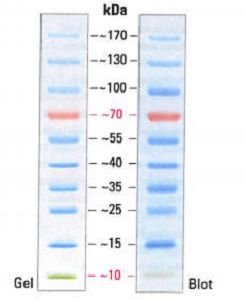 Pre-stained  Protein marker