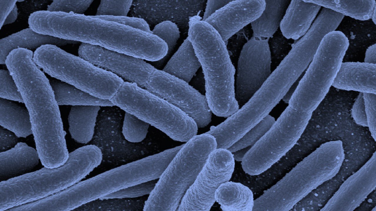 CRISPR, Large or Difficult Fragment Cloning