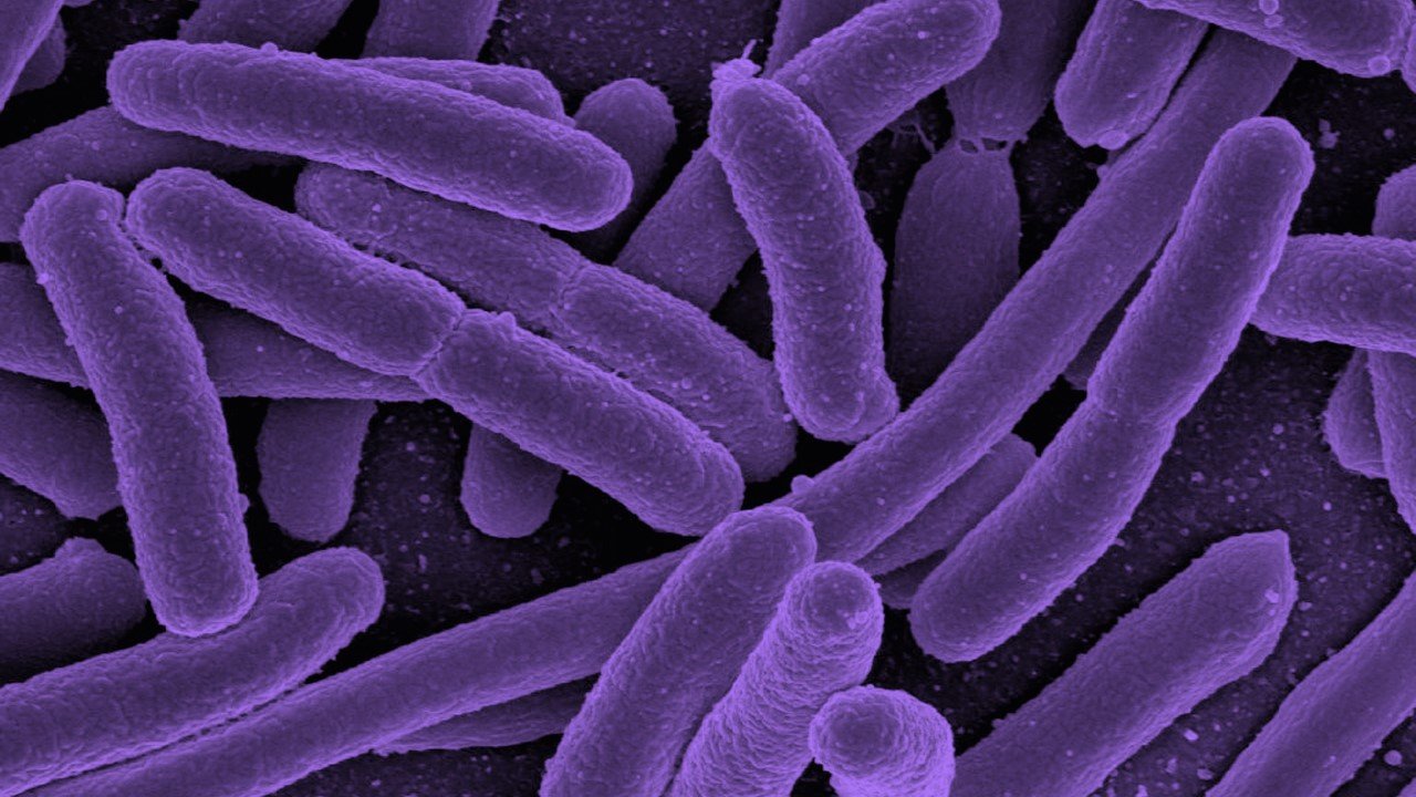 Low Endotoxin Cells