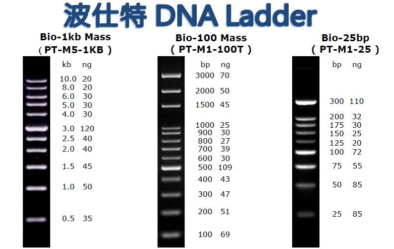 DNA Marker