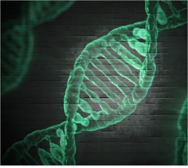 cDNA Synthesis & Reverse Transcriptase